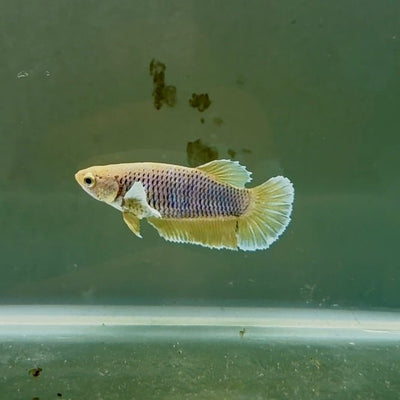 Dumbo Plakat Pineapple Female Betta N47,N48,N49