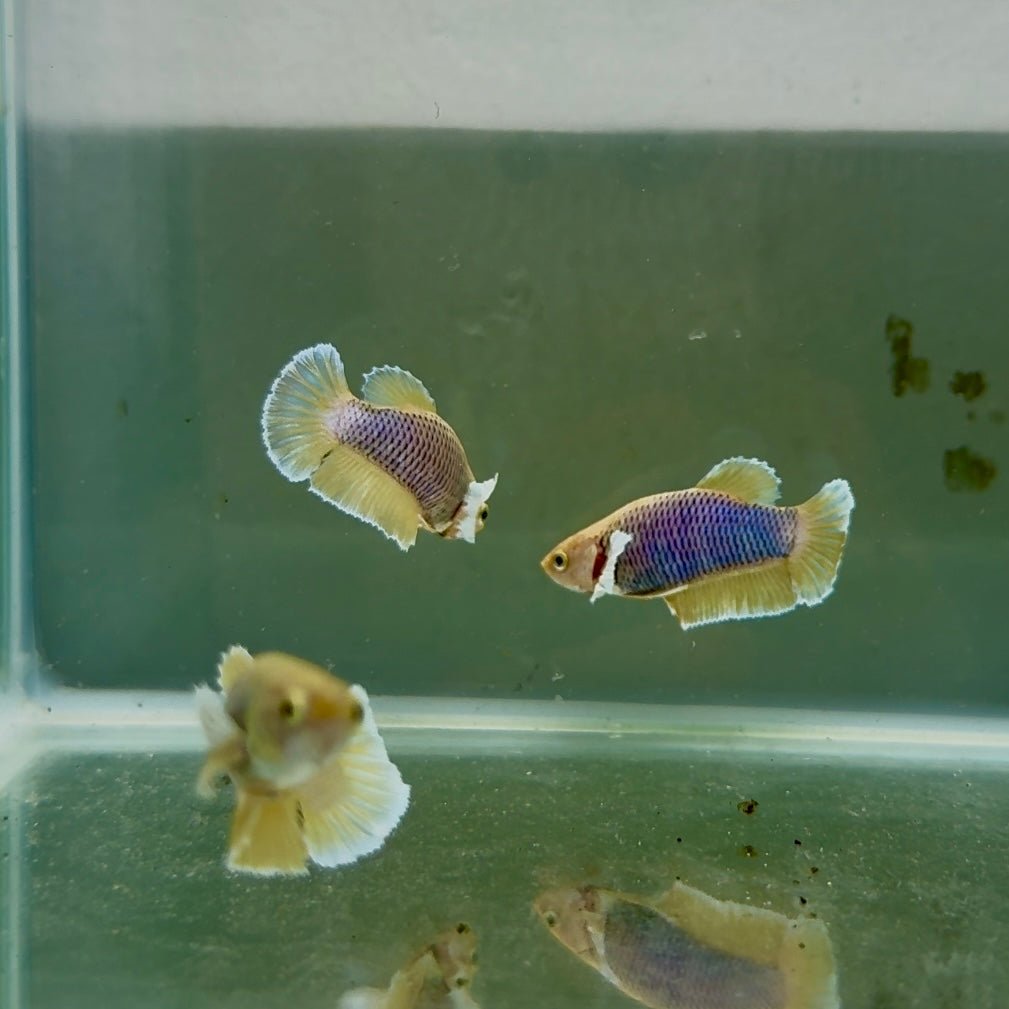 Dumbo Plakat Pineapple Female Betta