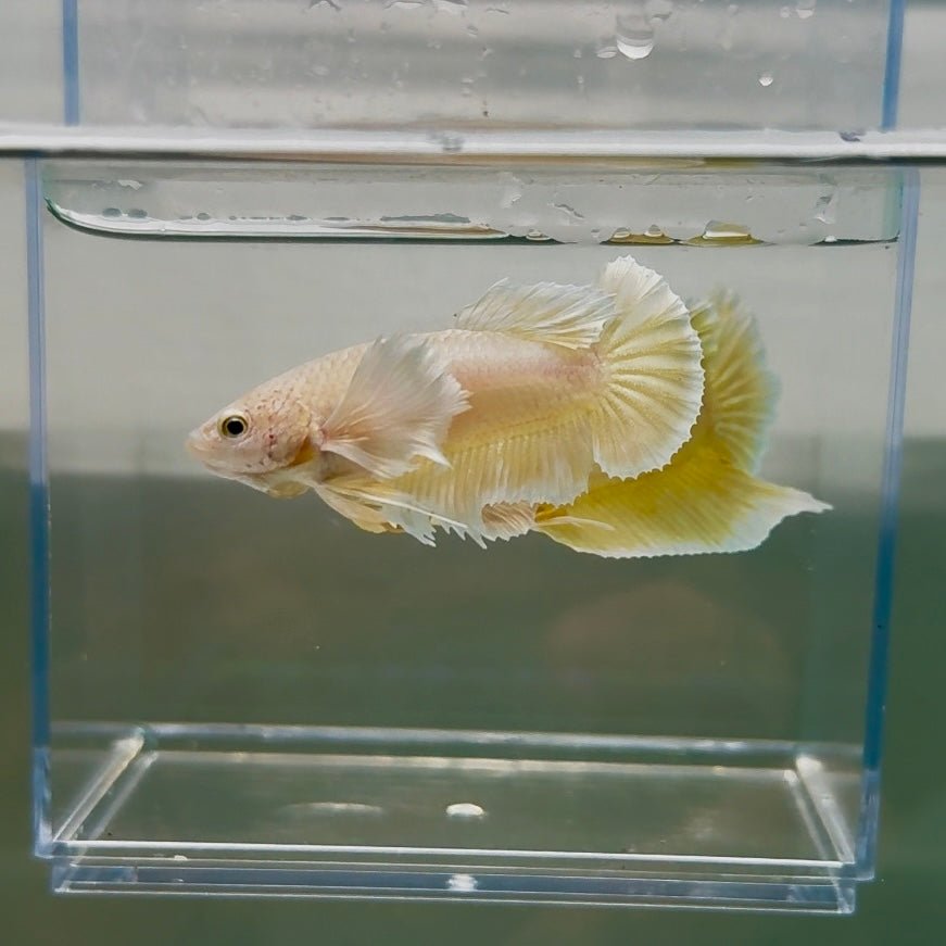 Dumbo Plakat Super Gold Female Betta N31