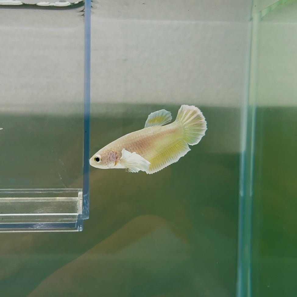 Dumbo Plakat Super Gold Female Betta N32