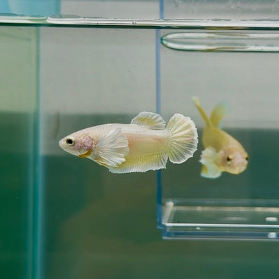 Dumbo Plakat Super Gold Female Betta N32