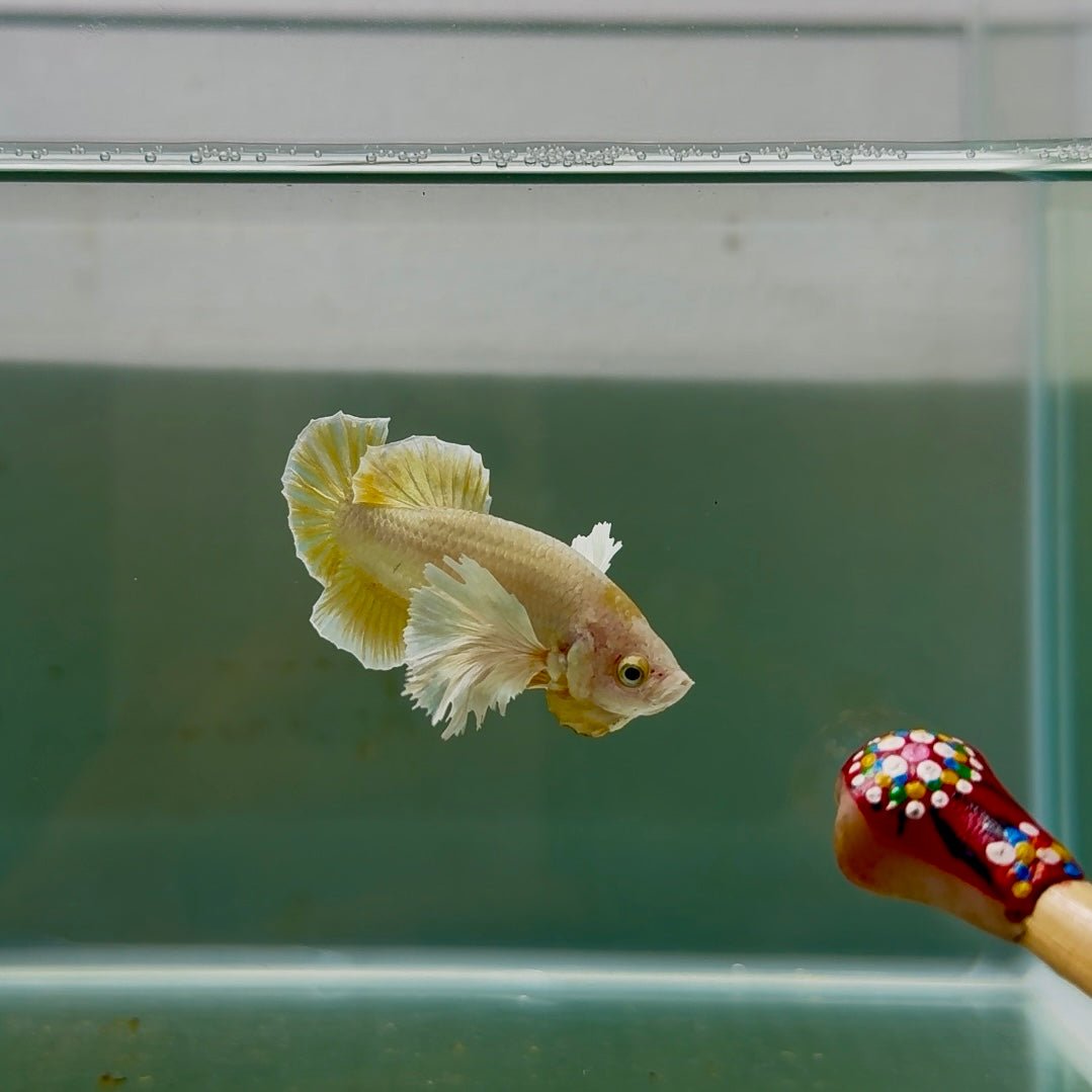 Dumbo Plakat Super Gold Male Betta N29