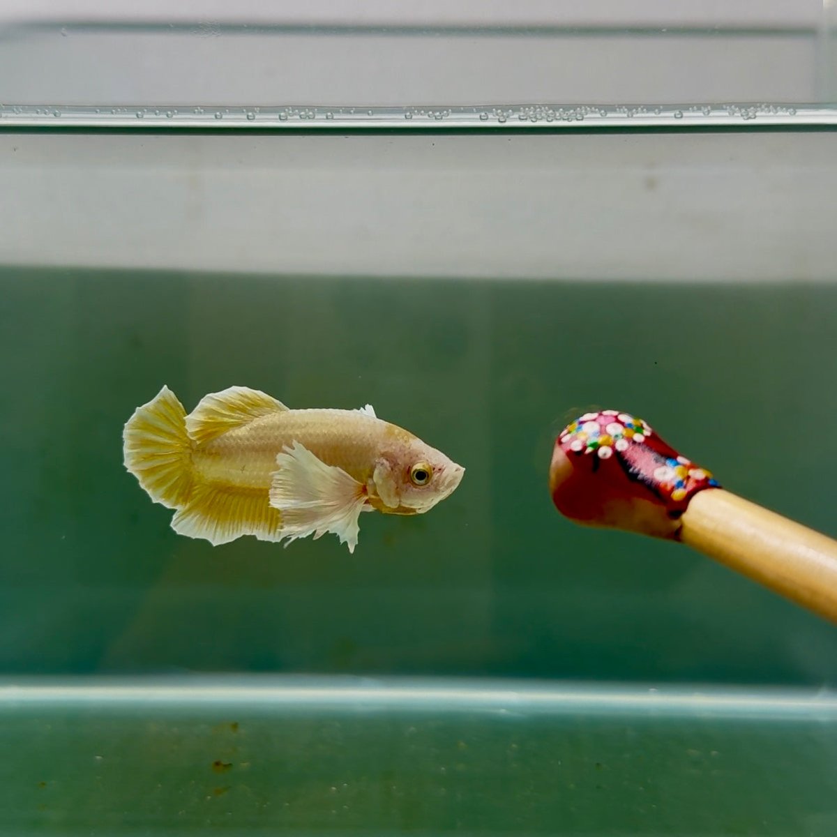 Dumbo Plakat Super Gold Male Betta N29