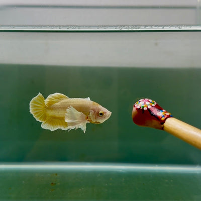 Dumbo Plakat Super Gold Male Betta N29