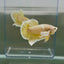Dumbo Plakat Super Gold Male Betta N30