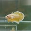 Dumbo Plakat Super Gold Male Betta N30
