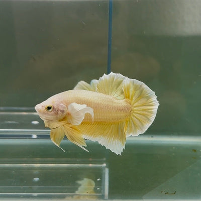 Dumbo Plakat Super Gold Male Betta N30