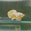 Dumbo Plakat Super Gold Male Betta N30