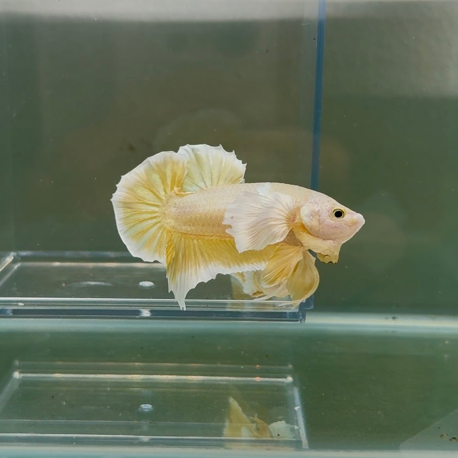 Dumbo Plakat Super Gold Male Betta N30