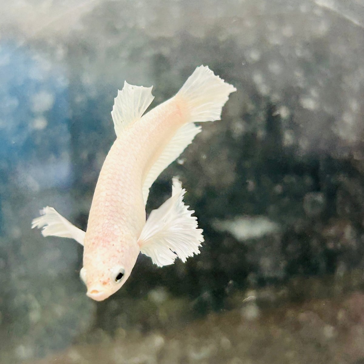 Dumbo Plakat Super White Female Betta #N19