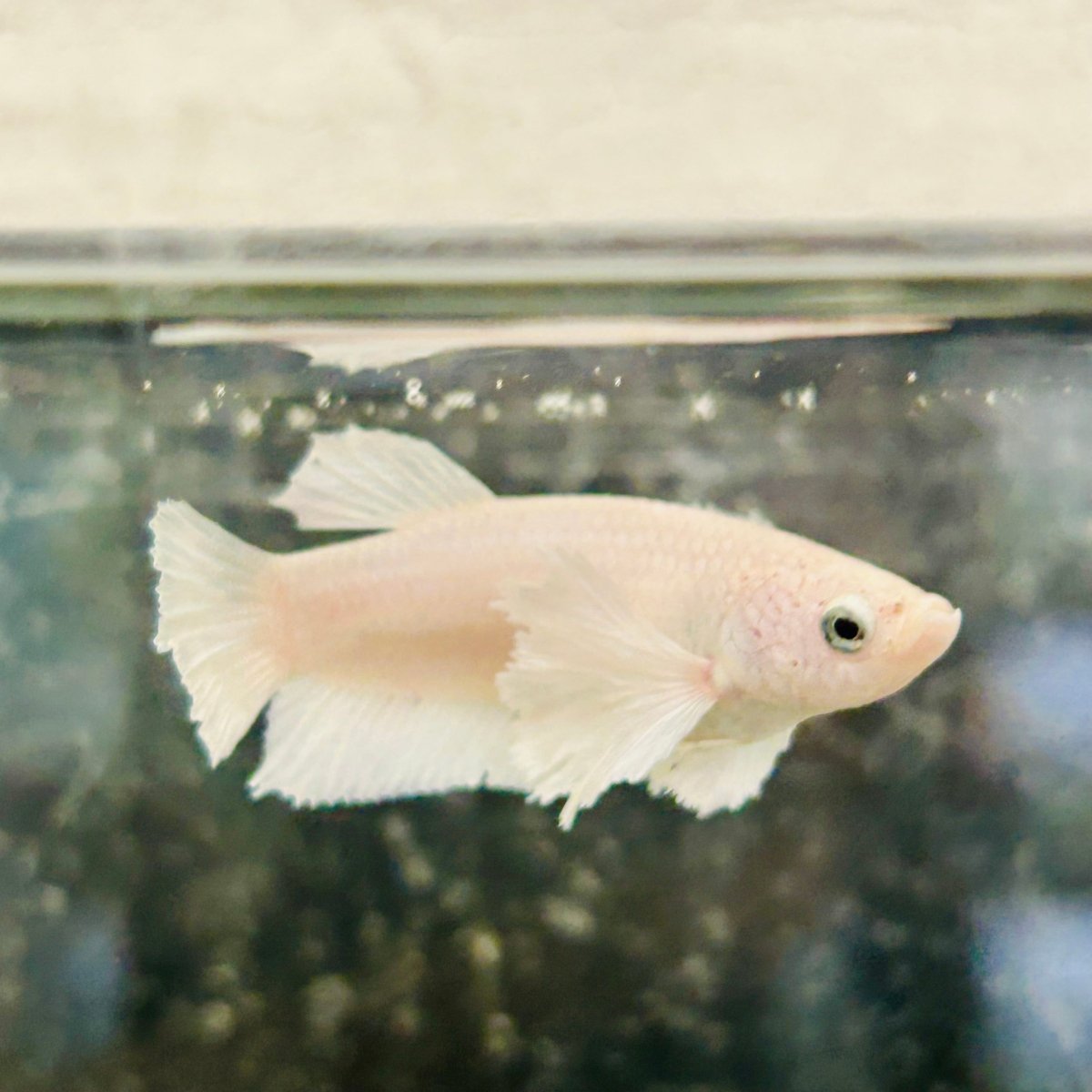 Dumbo Plakat Super White Female Betta #N19