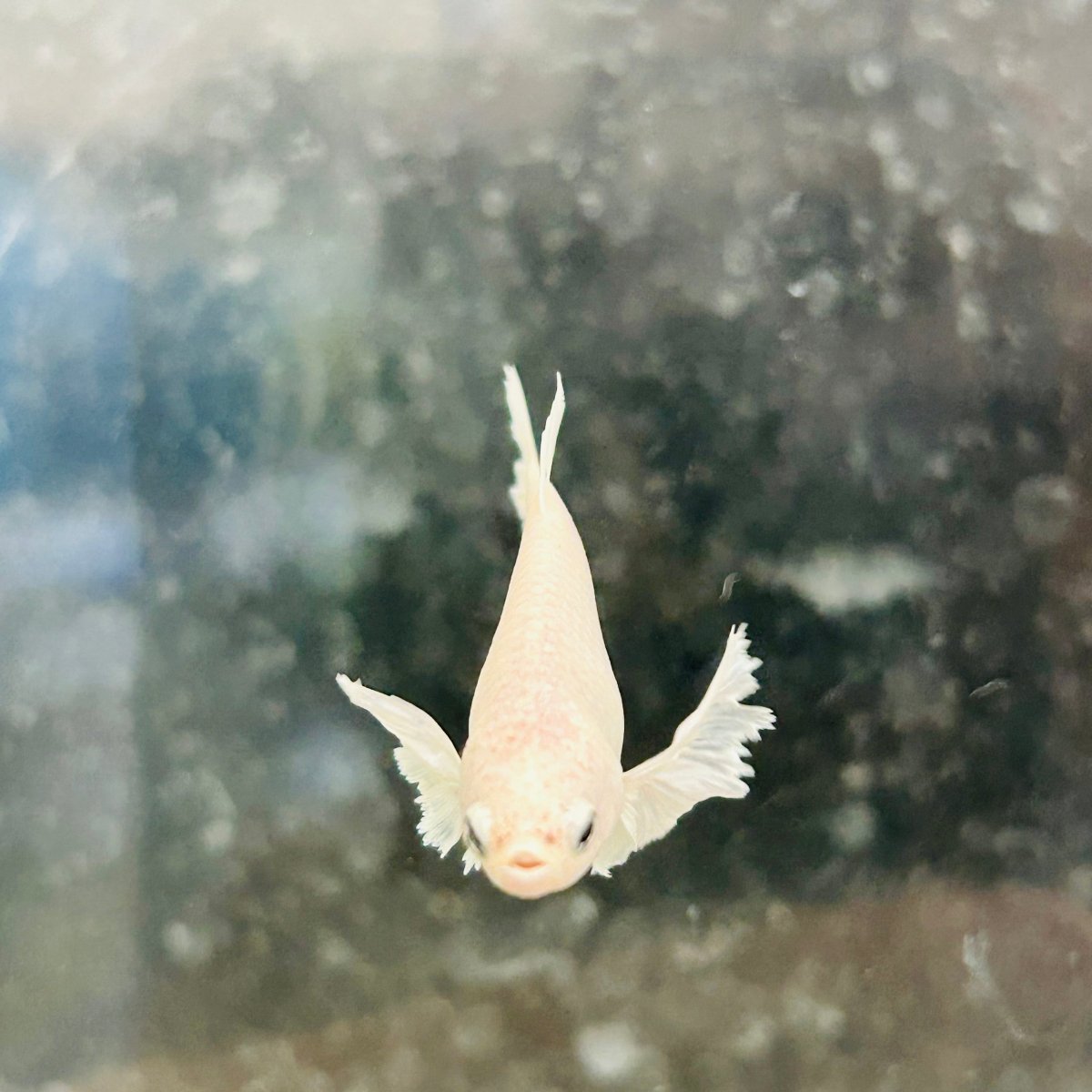 Dumbo Plakat Super White Female Betta #N19