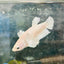 Dumbo Plakat Super White Female Betta N19