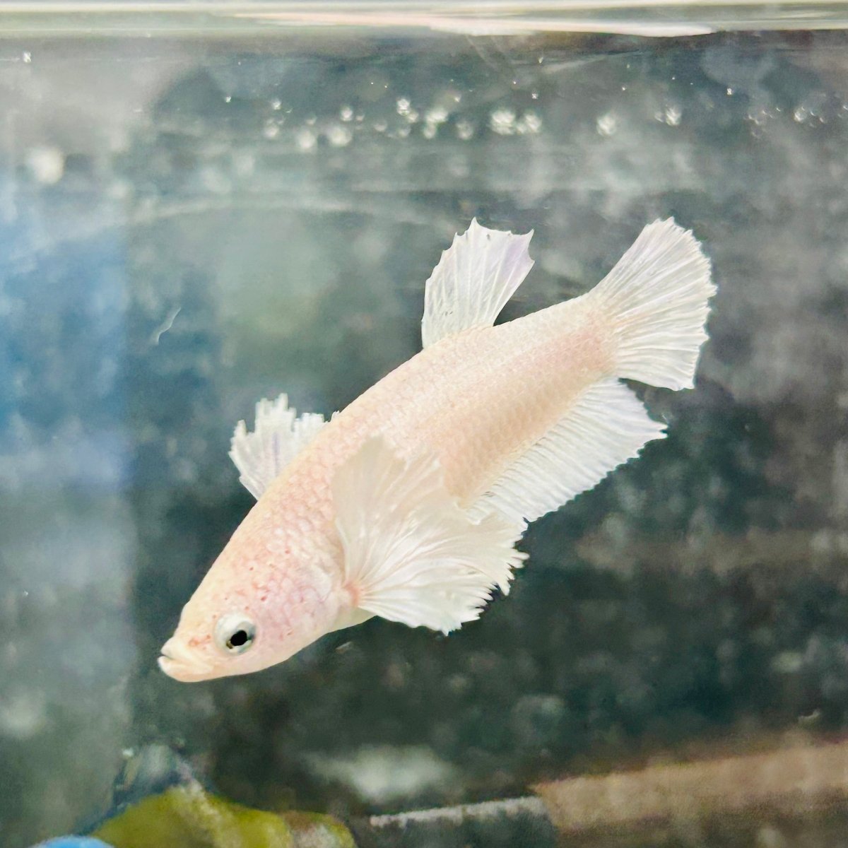 Dumbo Plakat Super White Female Betta #N19