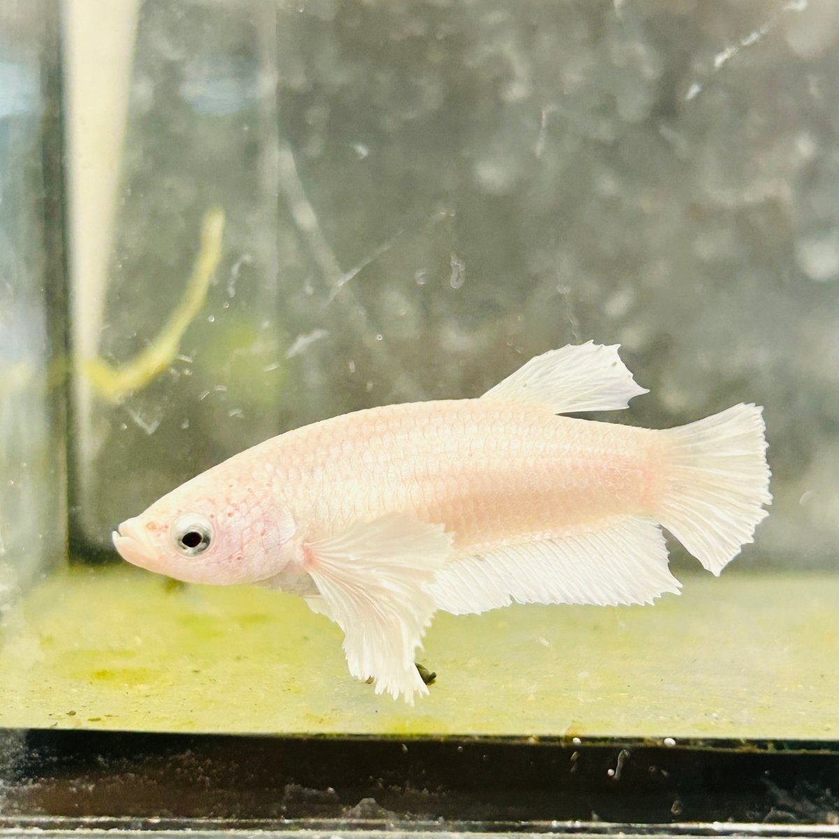 Dumbo Plakat Super White Female Betta #N19