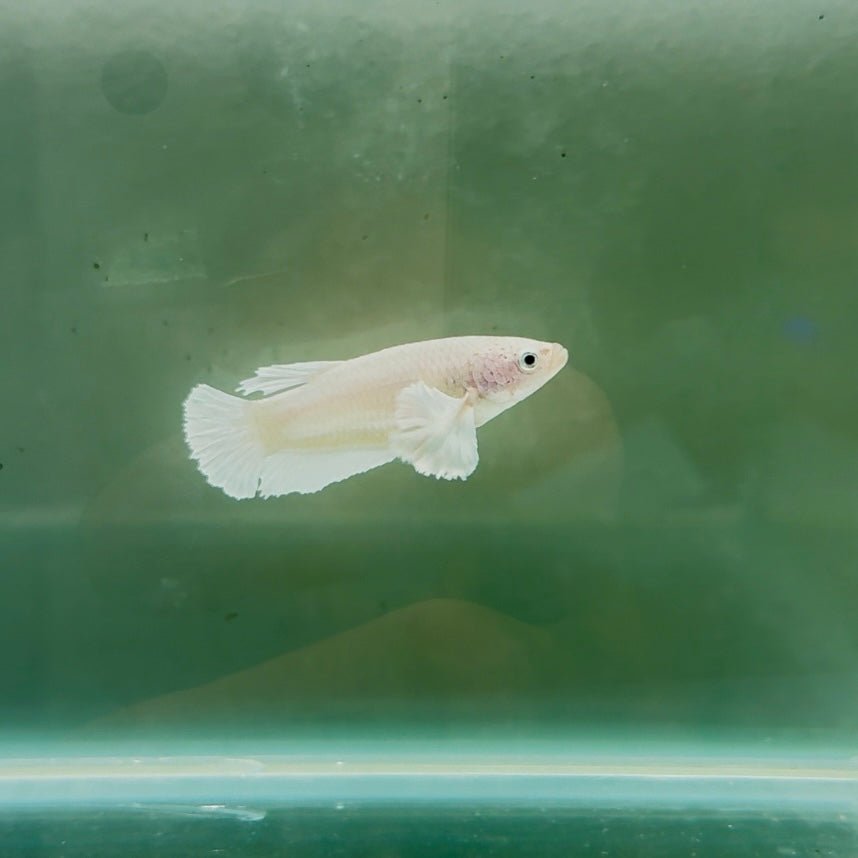 Dumbo Plakat Super White Female Betta N19,N20