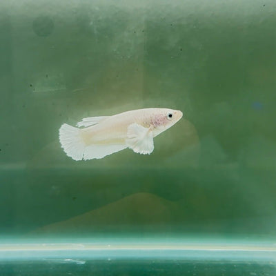 Dumbo Plakat Super White Female Betta N19,N20