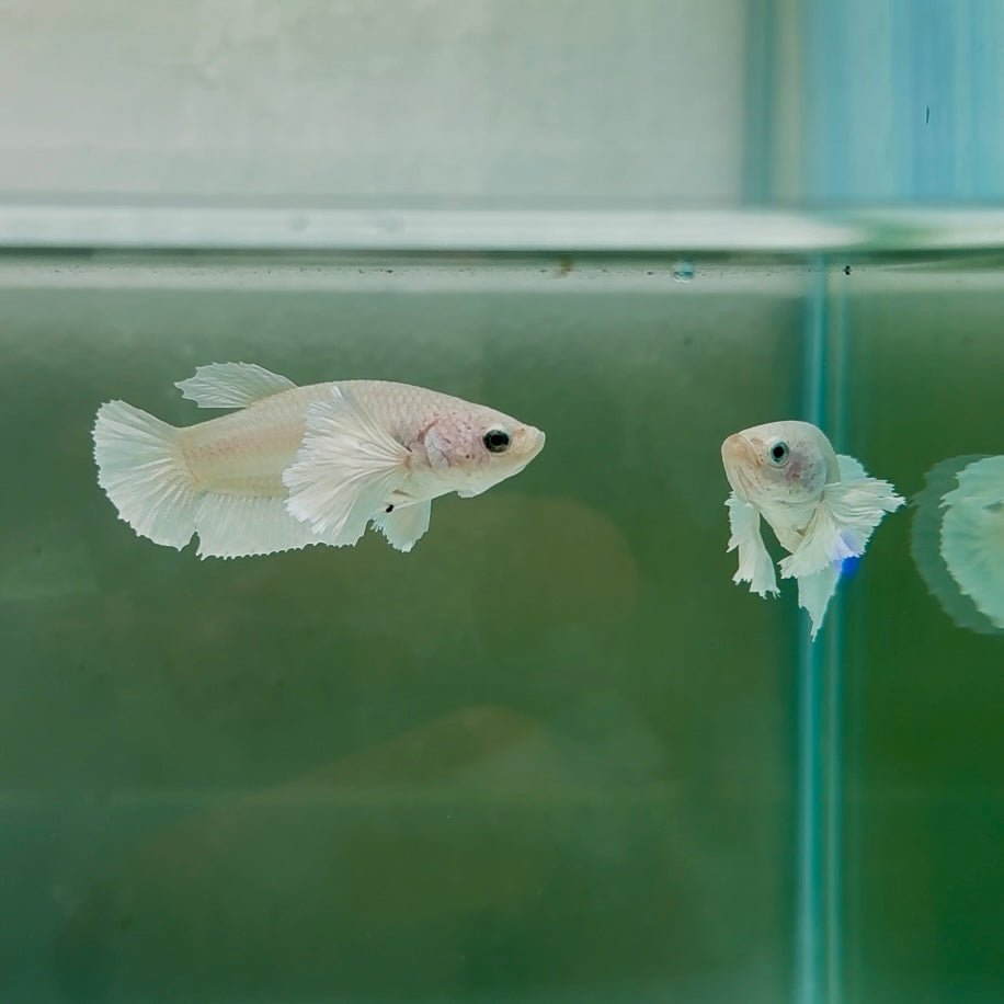 Dumbo Plakat Super White Female Betta N19,N20