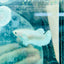 Dumbo Plakat Super White Female Betta N20