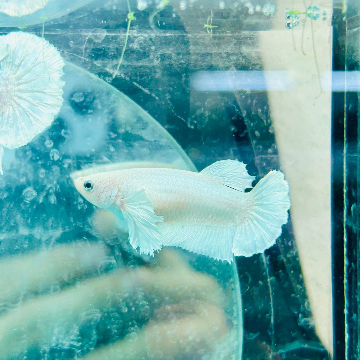 Dumbo Plakat Super White Female Betta N20