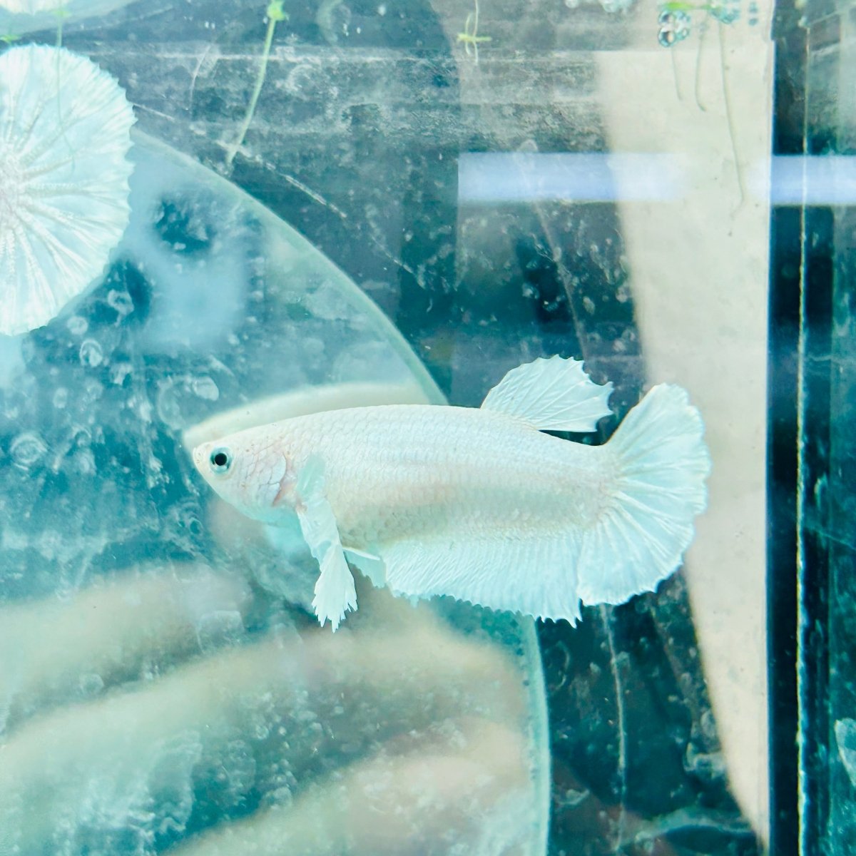 Dumbo Plakat Super White Female Betta N20