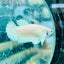 Dumbo Plakat Super White Female Betta N20