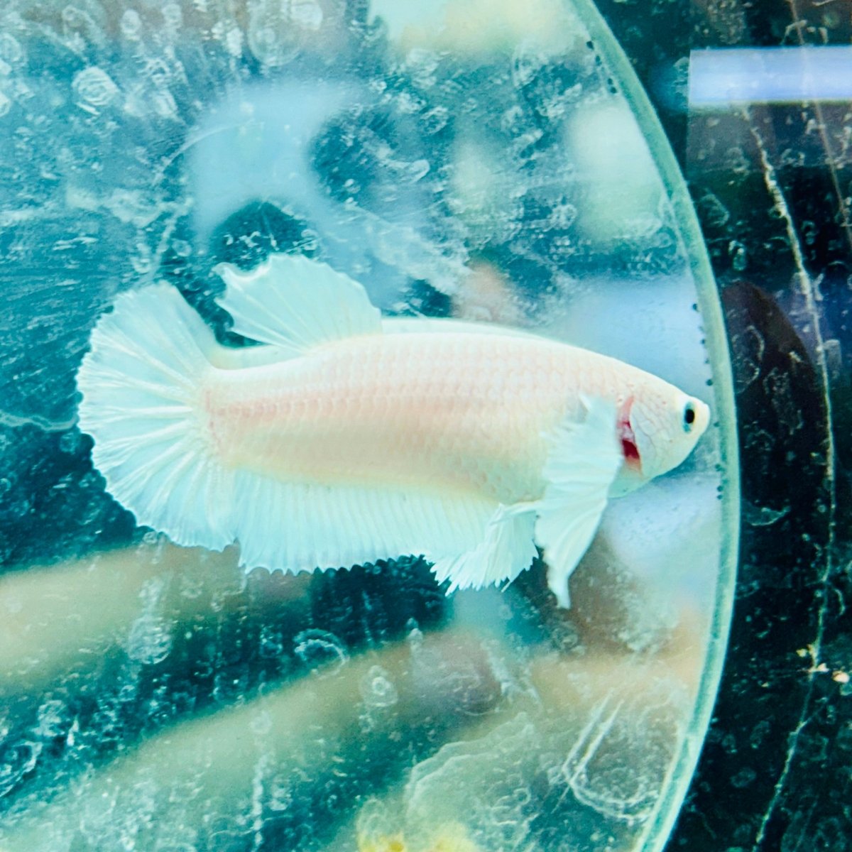 Dumbo Plakat Super White Female Betta N20