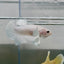 Dumbo Plakat Super White Male Betta N18,N33,N34