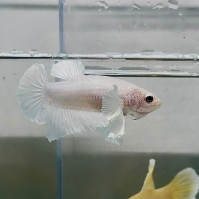 Dumbo Plakat Super White Male Betta N18,N33,N34