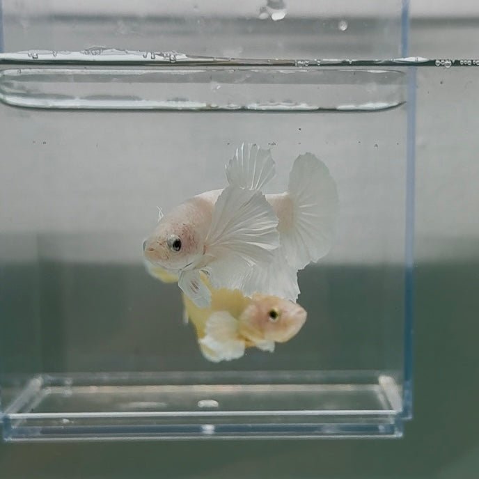 Dumbo Plakat Super White Male Betta N18,N33,N34