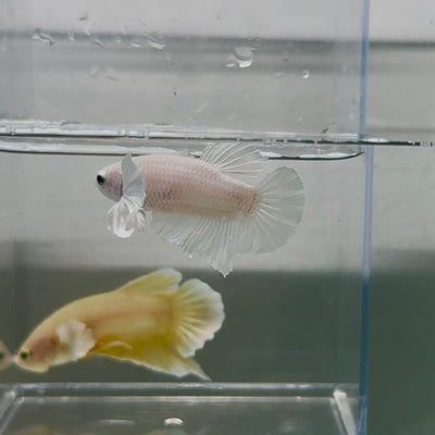 Dumbo Plakat Super White Male Betta N18,N33,N34