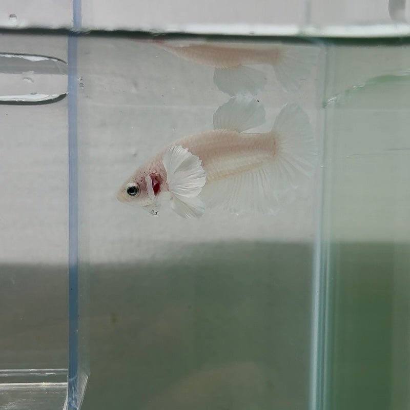 Dumbo Plakat Super White Male Betta N18,N33,N34