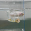 Dumbo Plakat Super White Male Betta N18,N33,N34