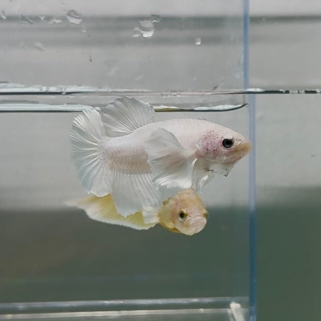 Dumbo Plakat Super White Male Betta N18,N33,N34