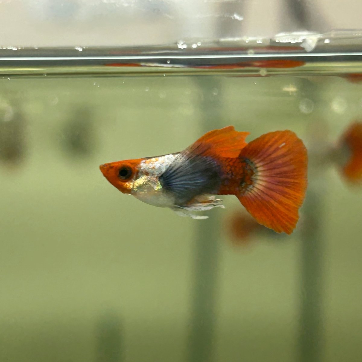 Guppy Fish Dumbo Red Tail Koi Short Body