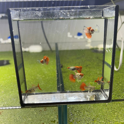 Dumbo Red Tail Koi Short Body