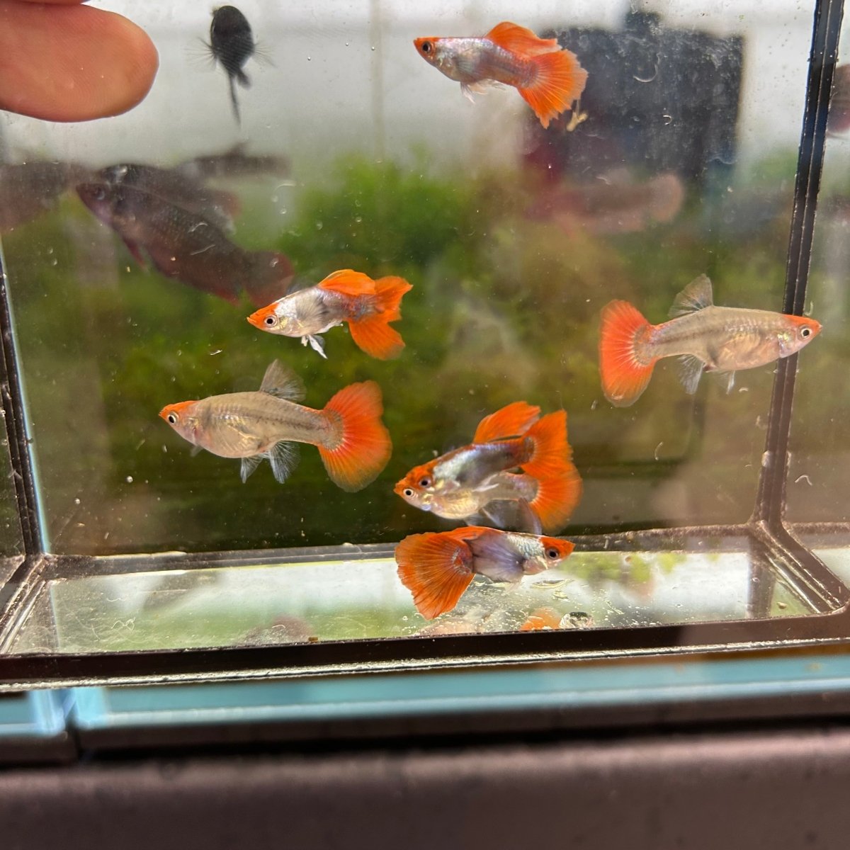 Guppy Fish Dumbo Red Tail Koi Short Body
