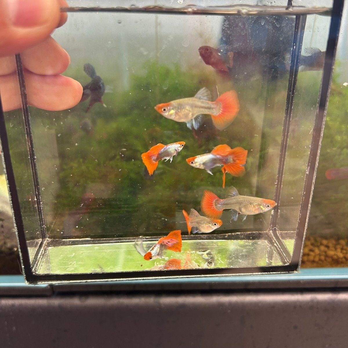 Guppy Fish Dumbo Red Tail Koi Short Body