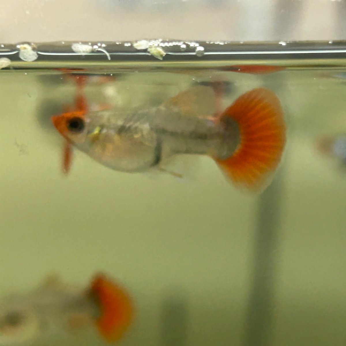 Guppy Fish Dumbo Red Tail Koi Short Body