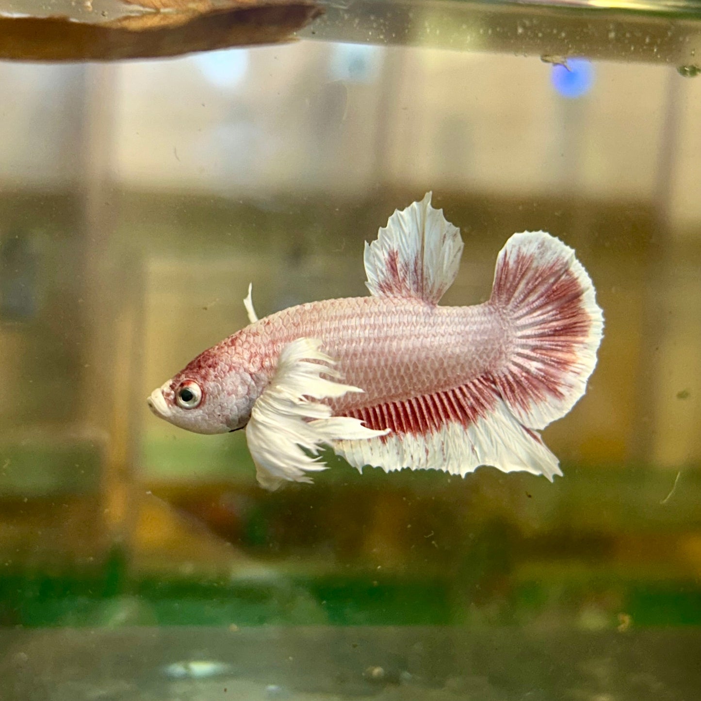 Dumbo Rose Gold Plakat - Male Betta 128