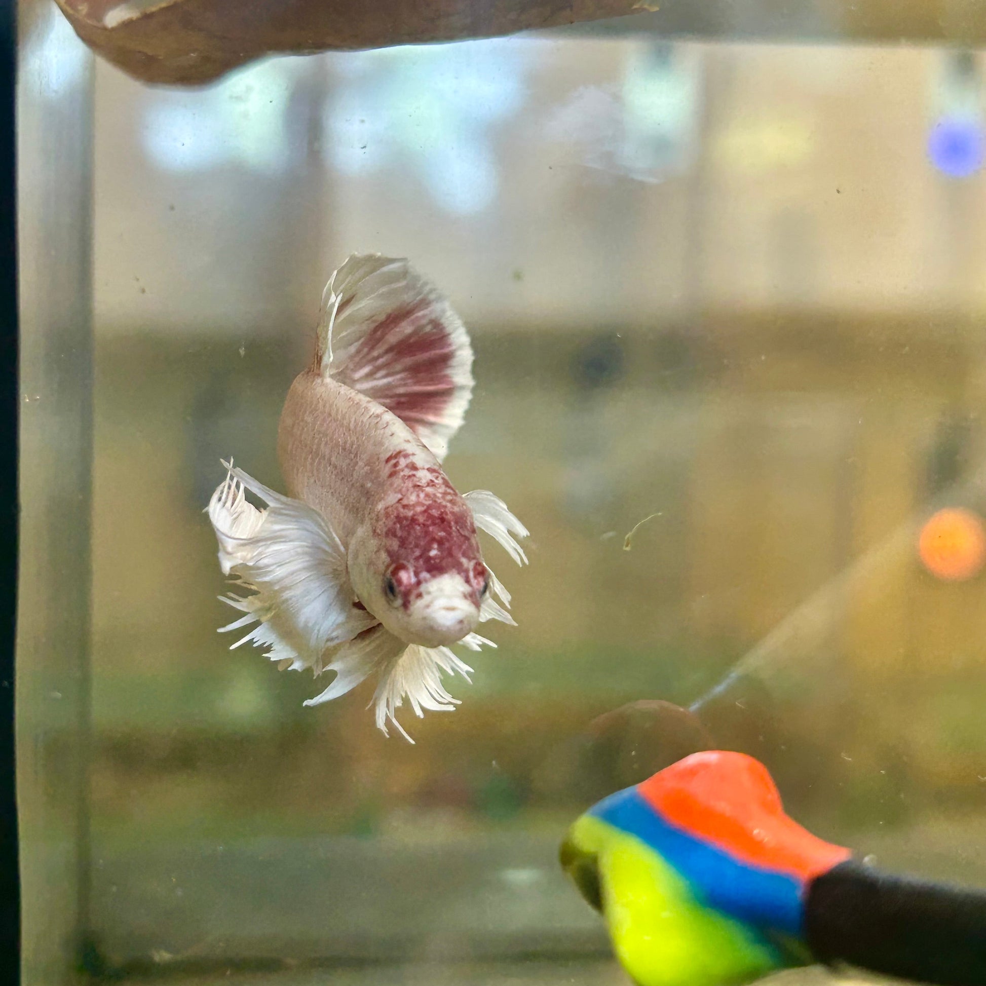 Dumbo Rose Gold Plakat - Male Betta 128