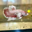 Dumbo Rose Gold Plakat - Male Betta 128