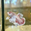 Dumbo Rose Gold Plakat - Male Betta 128