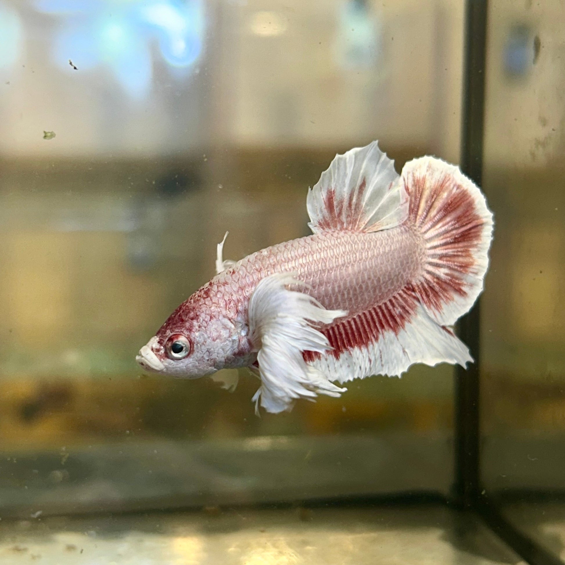 Dumbo Rose Gold Plakat - Male Betta 128