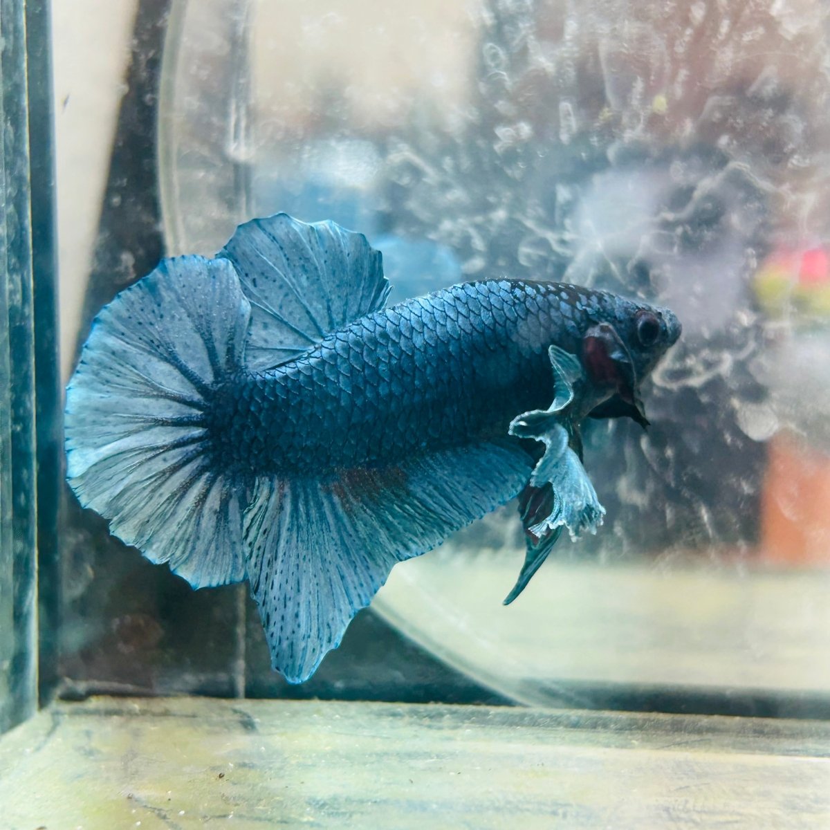 Dumbo Steel Blue Plakat - Male Betta N41
