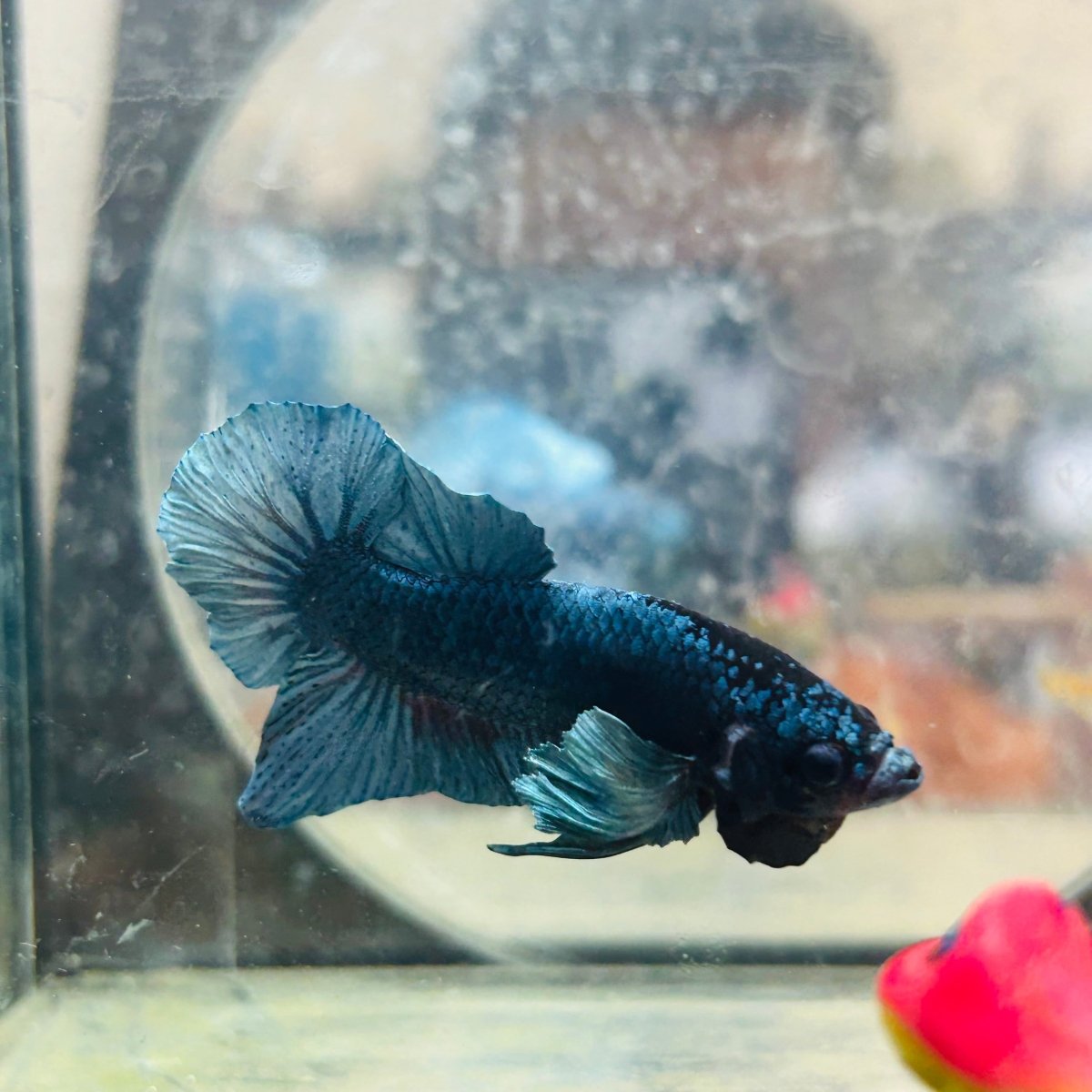 Dumbo Steel Blue Plakat - Male Betta N41