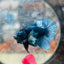 Dumbo Steel Blue Plakat - Male Betta N41
