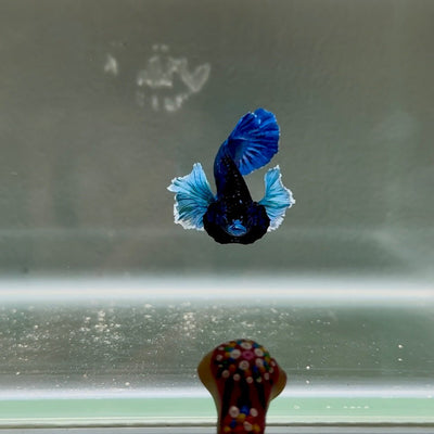 Dumbo Super Blue S07 Plakat - Male Betta