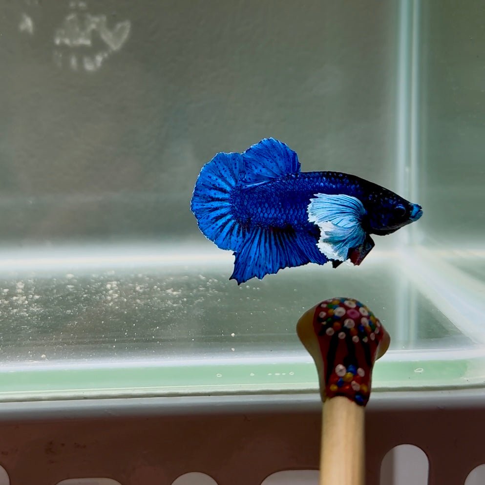 Dumbo Super Blue S07 Plakat - Male Betta