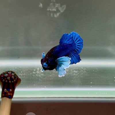 Dumbo Super Blue S07 Plakat - Male Betta